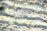 Mammoth Molar Slice With Case - South Carolina #377782-2